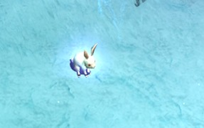 Rabbits